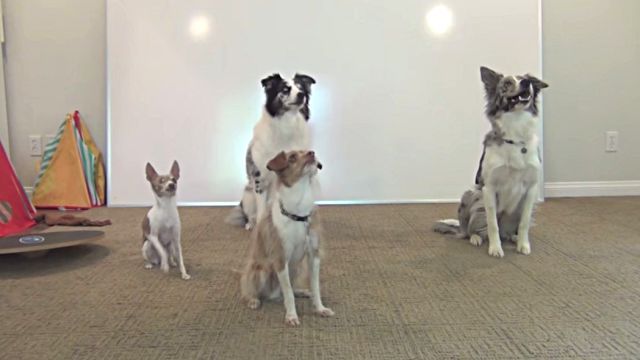 dogtricks9