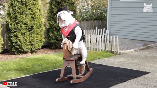 petsntoys1_640