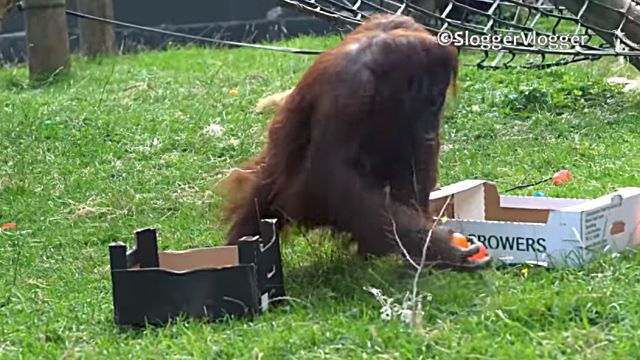orangutan5