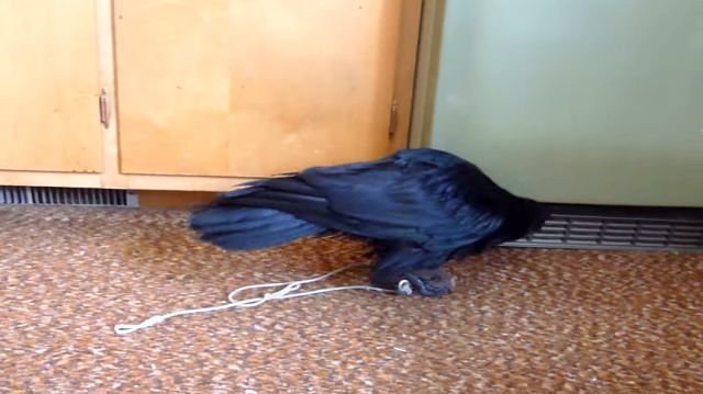 raven5