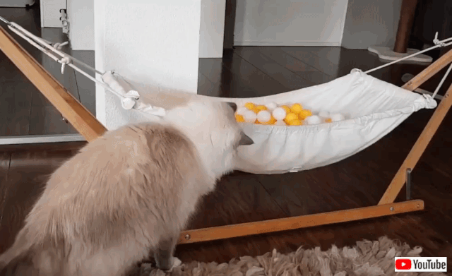 猫用ハンモックをボールに占拠されちゃった お気に入りの場所を取られて実力行使に出るラグドール マランダー 猫用ハンモックをボールに占拠されちゃった お気に入りの場所を取られて実力行使に出るラグドール マランダー