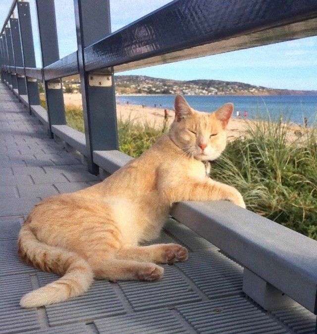 catintheworld11_e