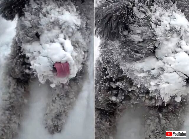 snowdog2_640