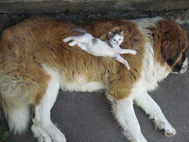 catsndogs3_e