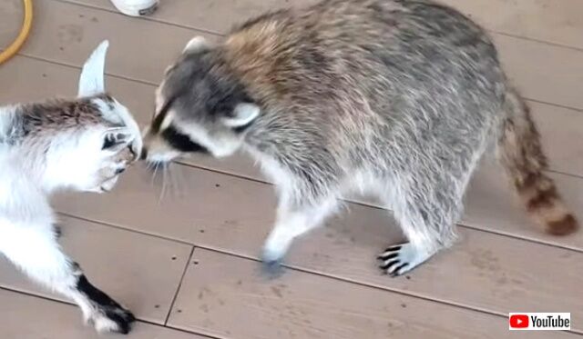 raccoonandgoat5_640