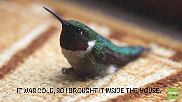 hummingbird1