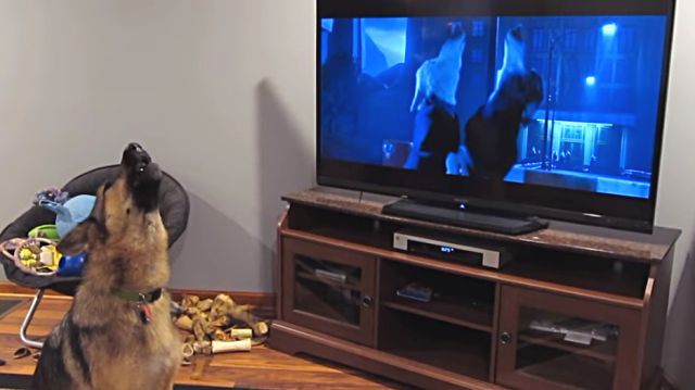 zootopia4