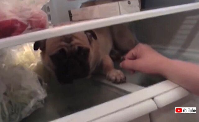 pug3_640