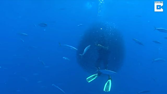 fishsurrounddiver3