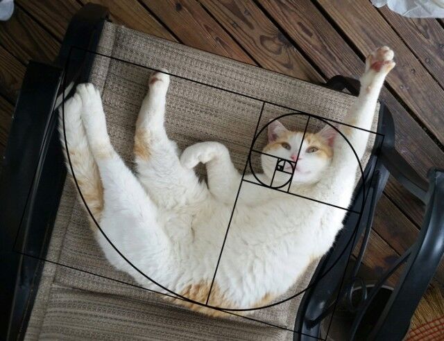 fibonacci-composition-cats-furbonacci-91__700_e