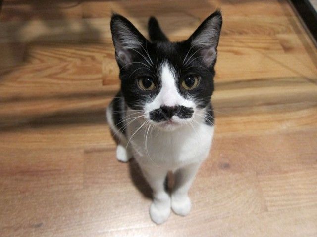 mustaches12_e