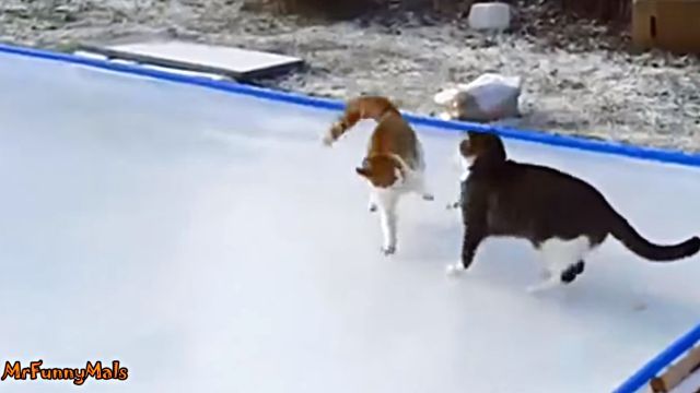 ice7