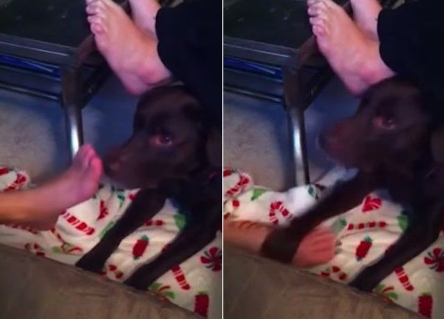 smellingownersfoot4_e