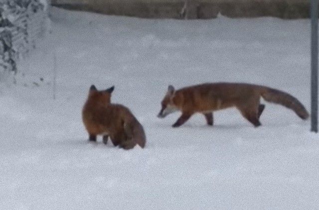 foxinthegarden4_e