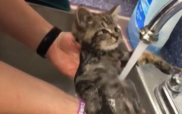 保護施設に救助された子猫、はじめてのかけ湯姿がカワウソ風