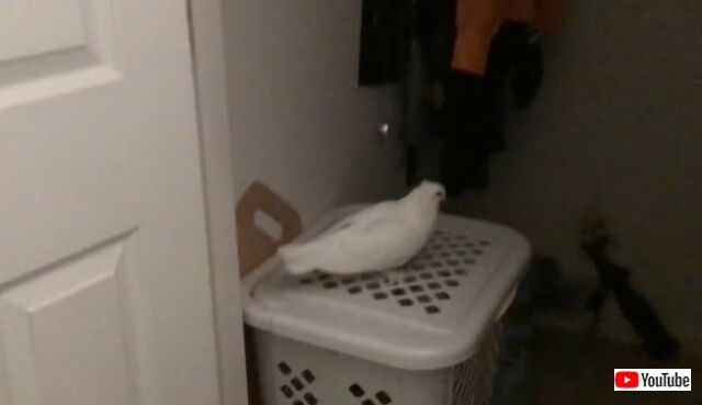 pigeon3_640