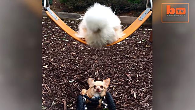 chickennchihuahua3