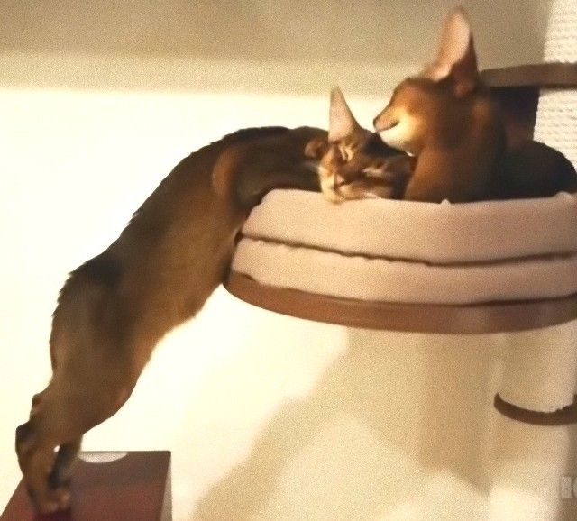 cutekittens8_e