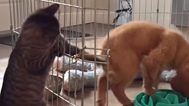 ninjacats2
