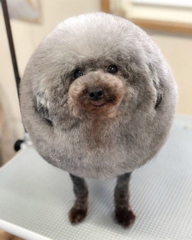 round-animals1_e