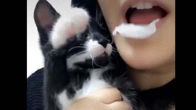 kitten-2_e