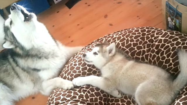 malamute0