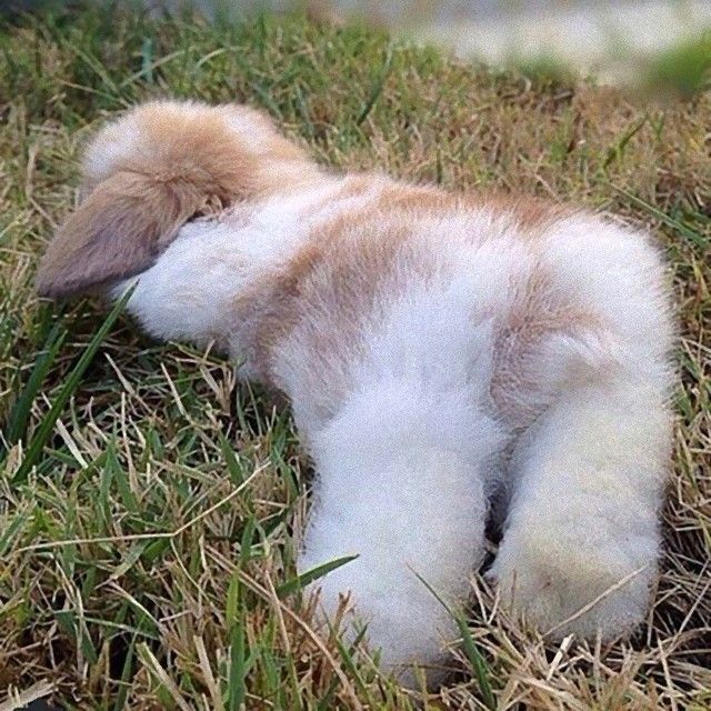 rabbitbums3_e