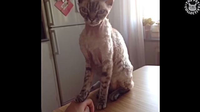 adorablecats2