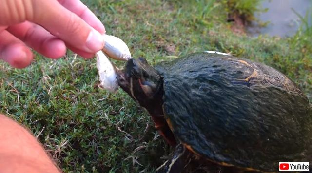 turtlesnbanana5_640