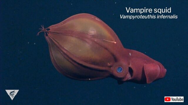 vampiresquid1_640