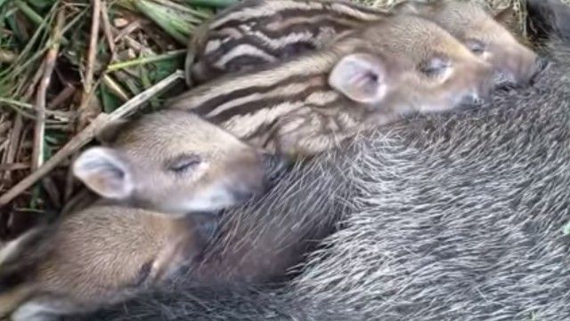 babyboar3_e