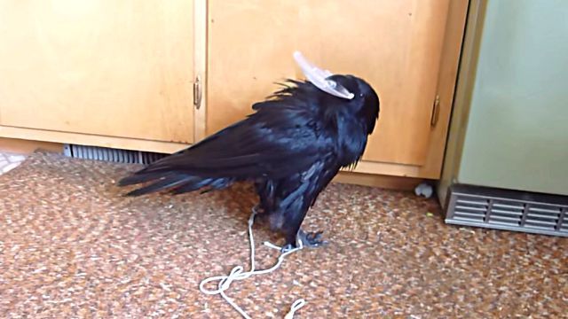 raven2