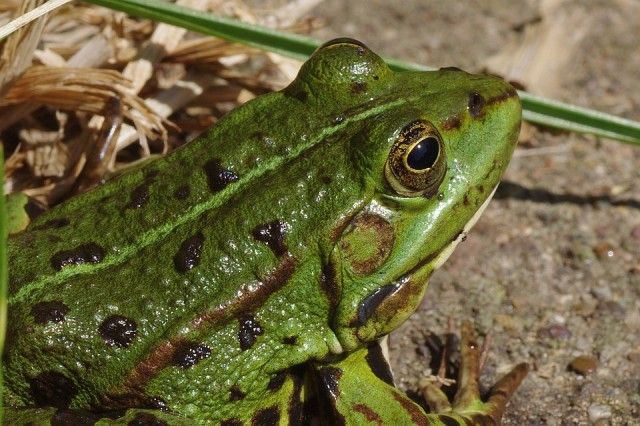 frog-166010_960_720_e