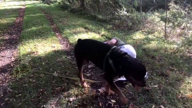rottweiler10_e