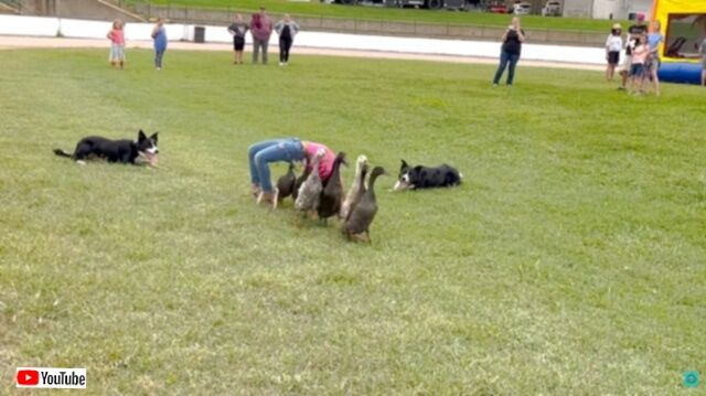 さすが牧羊犬の鑑！ボーダーコリー、アヒルたちを誘導して女の子の身体の下をくぐらせる