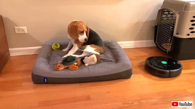 alarmedbyroomba6_640