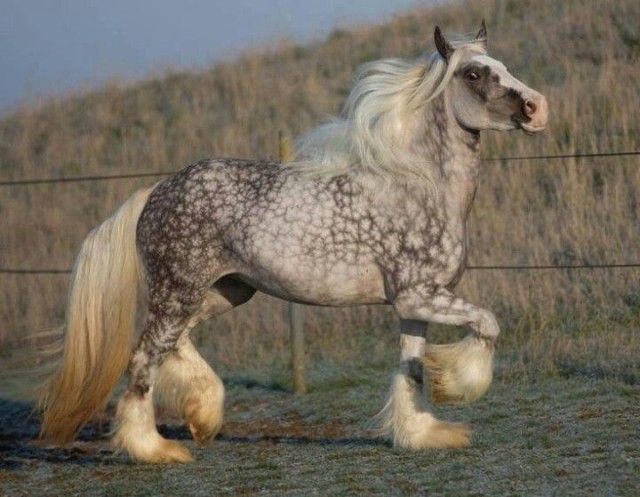 horse14_e