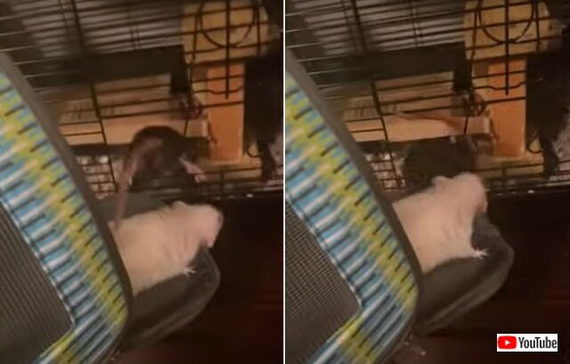 rats5_640