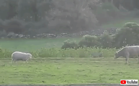 sheepnbull (2)