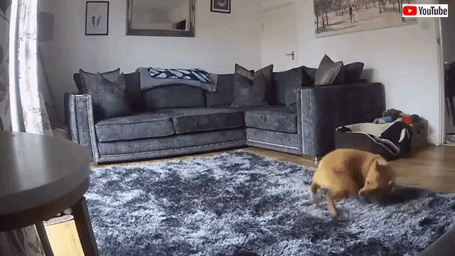 rug
