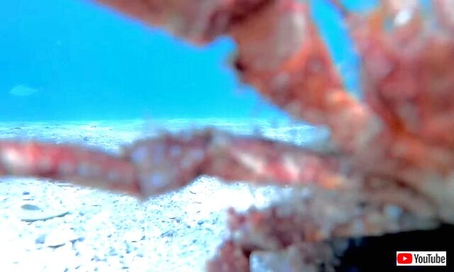 hermitcrab7_640