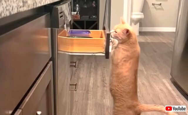 catbreaks0_640