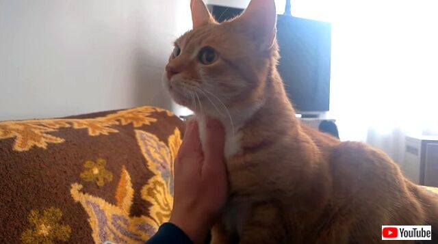 morethanpets6_640
