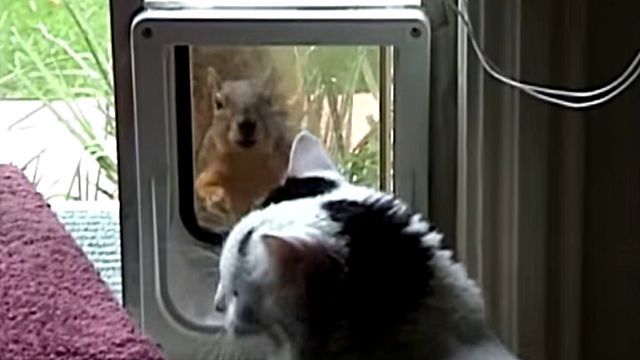 squirrelncat2