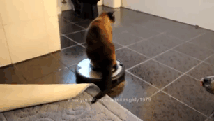 catndog16