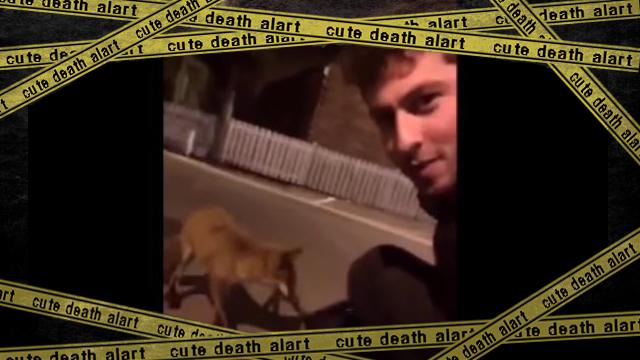 fox-f [www-frame