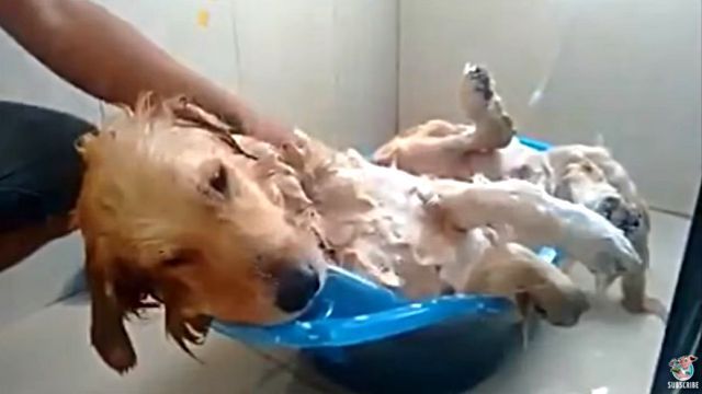 napinbath4