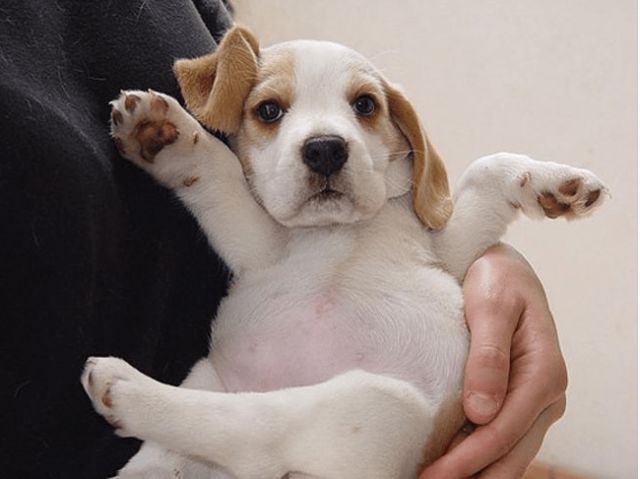 puppies11_e
