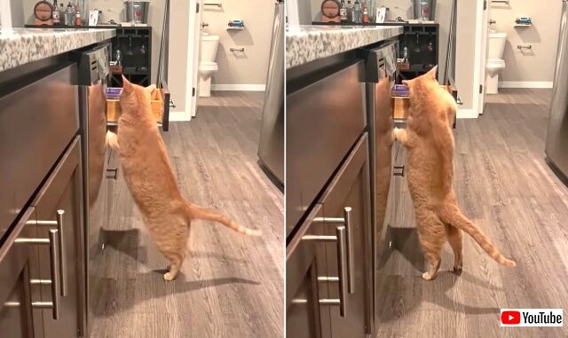 catbreaks3_640