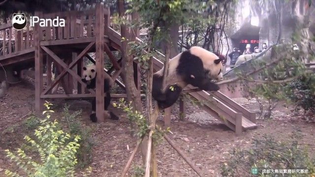 pandasntree4_e